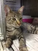 Gato ra a SRD idade 7 a 11 meses nome Tião