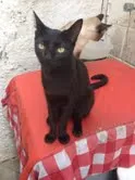 Gato raça SRD idade 1 ano nome Stuart