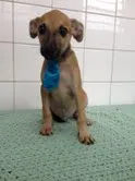 Cachorro raça SRD idade  nome Tyler