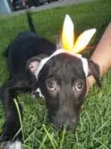 Cachorro ra a SRD idade 2 a 6 meses nome Filhotes