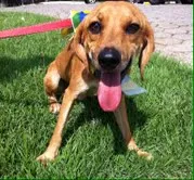Cachorro ra a SRD idade 1 ano nome Jasper