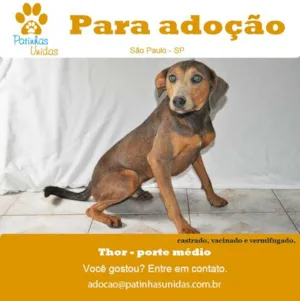 Cachorro raça SRD idade 1 ano nome Thorzinho