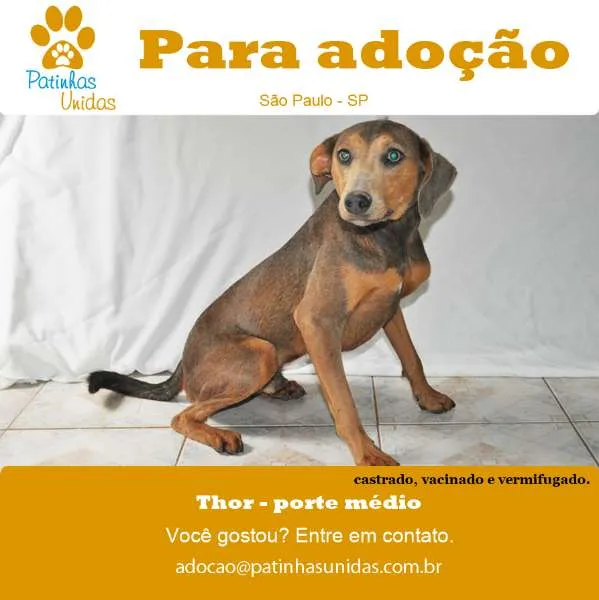 Cachorro ra a SRD idade 1 ano nome Thorzinho