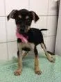 Cachorro raça SRD idade 2 a 6 meses nome Marla