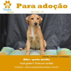 Cachorro raça SRD idade 7 a 11 meses nome KIKO
