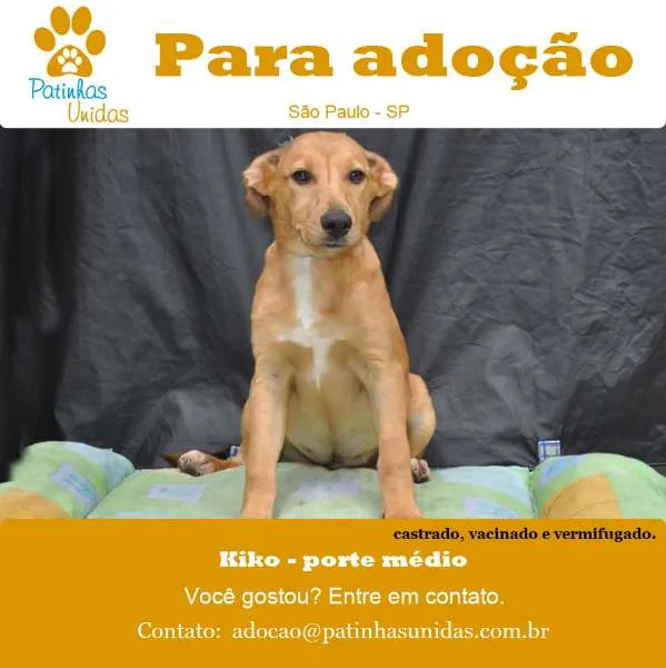Cachorro raça SRD idade 7 a 11 meses nome KIKO