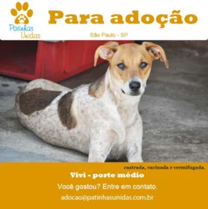 Cachorro raça SRD idade 7 a 11 meses nome VIVI