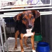 Cachorro ra a SRD idade 1 ano nome Maroca