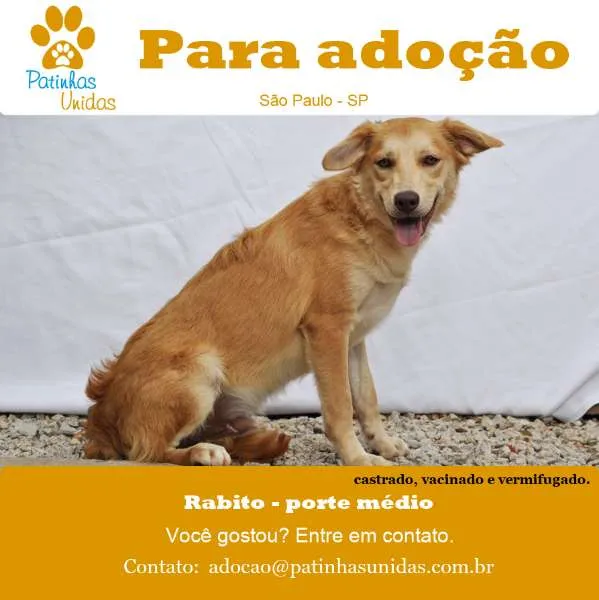 Cachorro ra a SRD idade 7 a 11 meses nome RABITO