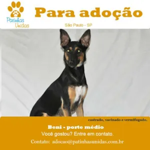Cachorro raça SRD idade 7 a 11 meses nome BENI