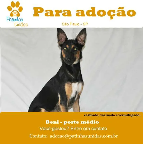 Cachorro ra a SRD idade 7 a 11 meses nome BENI