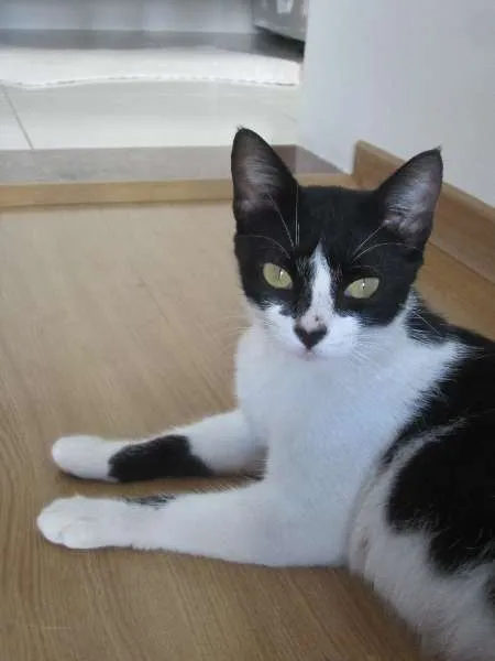 Gato raça frajola idade 2 a 6 meses nome -