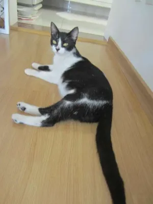 Gato raça frajola idade 2 a 6 meses nome -