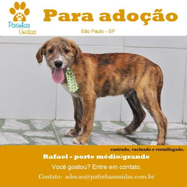 Cachorro ra a SRD idade 2 a 6 meses nome RAFAEL