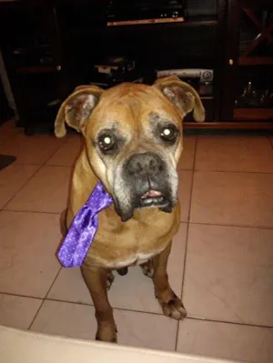 Cachorro raça Boxer idade 6 ou mais anos nome Thor