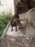 LABRADOR