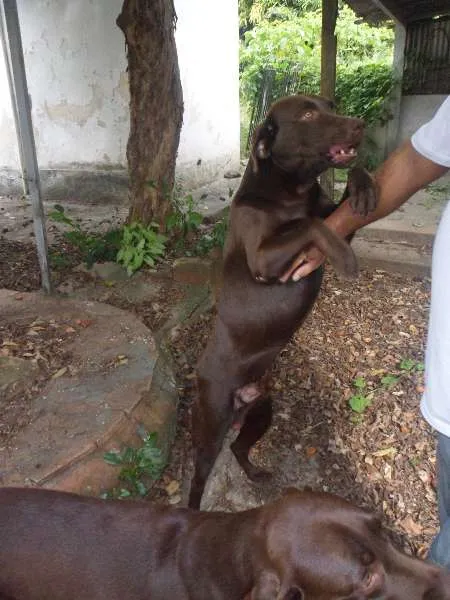 Cachorro ra a Labrador idade 3 anos nome LABRADOR