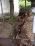 LABRADOR