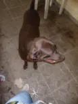 LABRADOR