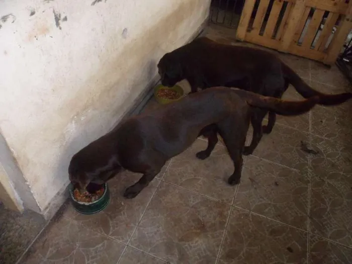Cachorro ra a Labrador idade 3 anos nome LABRADOR