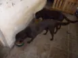LABRADOR