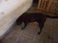 LABRADOR
