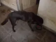 LABRADOR