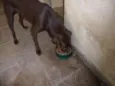 LABRADOR
