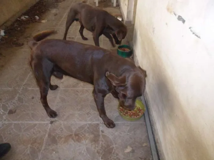 Cachorro ra a Labrador idade 3 anos nome LABRADOR