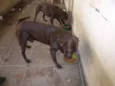 LABRADOR