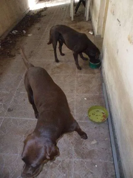 Cachorro ra a Labrador idade 3 anos nome LABRADOR