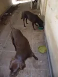 LABRADOR