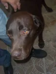 LABRADOR
