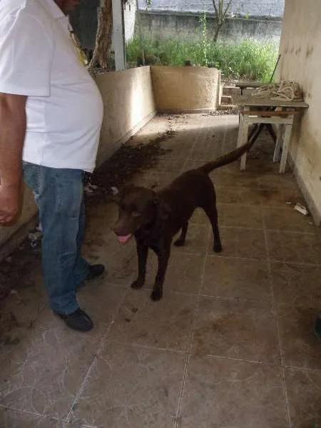 Cachorro ra a Labrador idade 3 anos nome LABRADOR