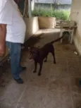 LABRADOR