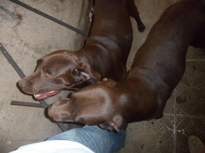 Cachorro ra a Labrador idade 3 anos nome LABRADOR