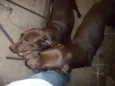 LABRADOR