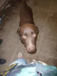 LABRADOR