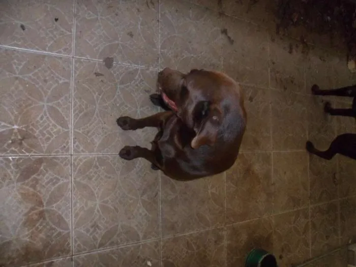 Cachorro ra a Labrador idade 3 anos nome LABRADOR