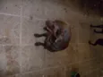 LABRADOR