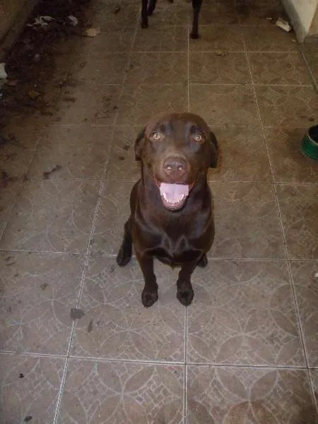 Cachorro ra a Labrador idade 3 anos nome LABRADOR