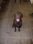 LABRADOR