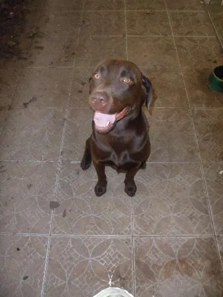 Cachorro ra a Labrador idade 3 anos nome LABRADOR