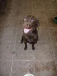 LABRADOR