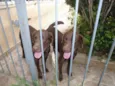 LABRADOR