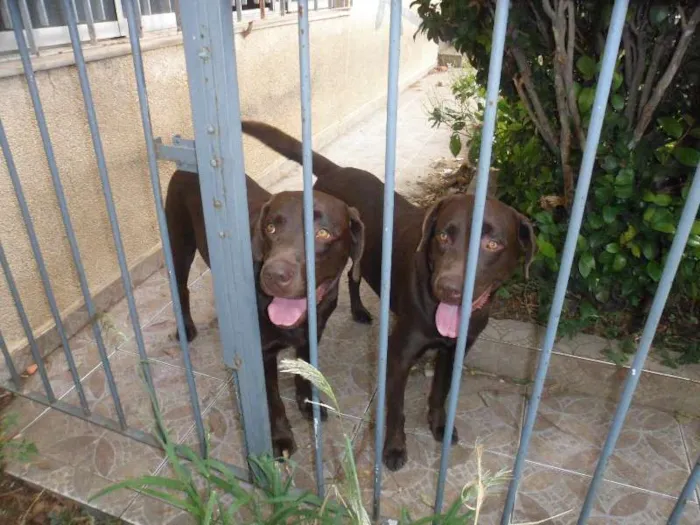 Cachorro ra a Labrador idade 3 anos nome LABRADOR