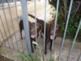 LABRADOR