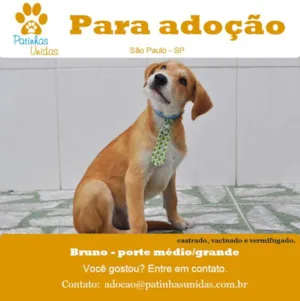 Cachorro raça SRD idade 2 a 6 meses nome BRUNO