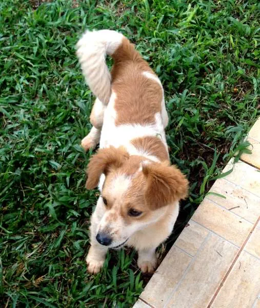 Cachorro ra a Vira Lata idade 1 ano nome Floquinho