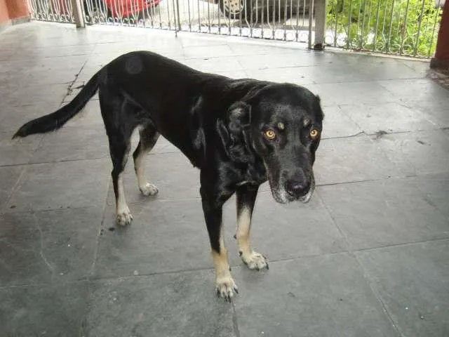 Cachorro ra a VIRA-LATA idade 5 anos nome NINA
